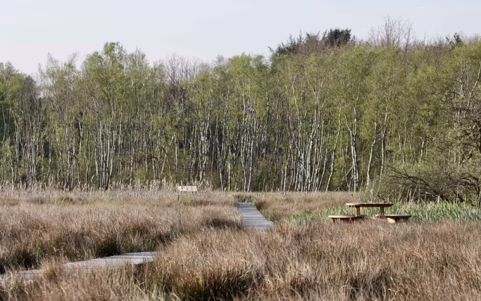 Kvong Mose: En unik naturperle