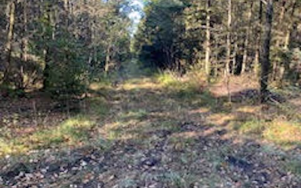 Ølgod Byskovs Venner opfordre til en gåtur i Byskoven, lige nu giver løvfald flotte farver og nye oplevelser.