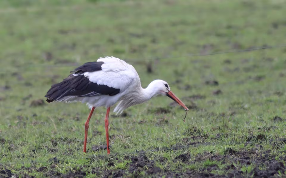 Storken besøger Outrup