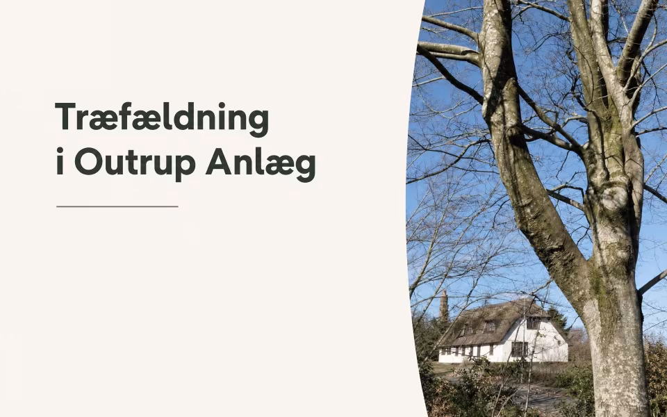 Træfældning i Outrup Anlæg