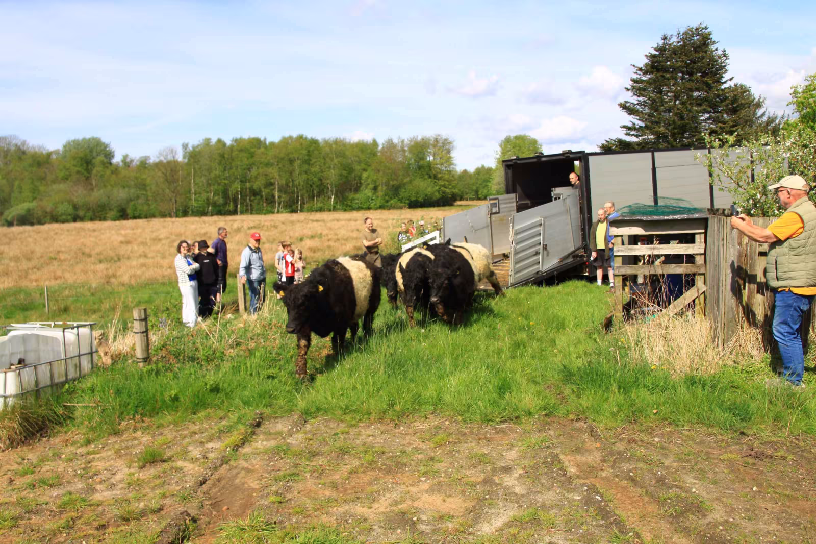 Galloway-studene græsser ved Outrup Anlæg