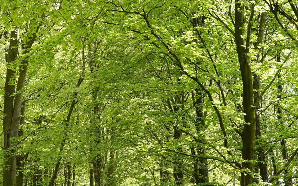 Skovens Dag 2019 i Ansager Kommuneplantage