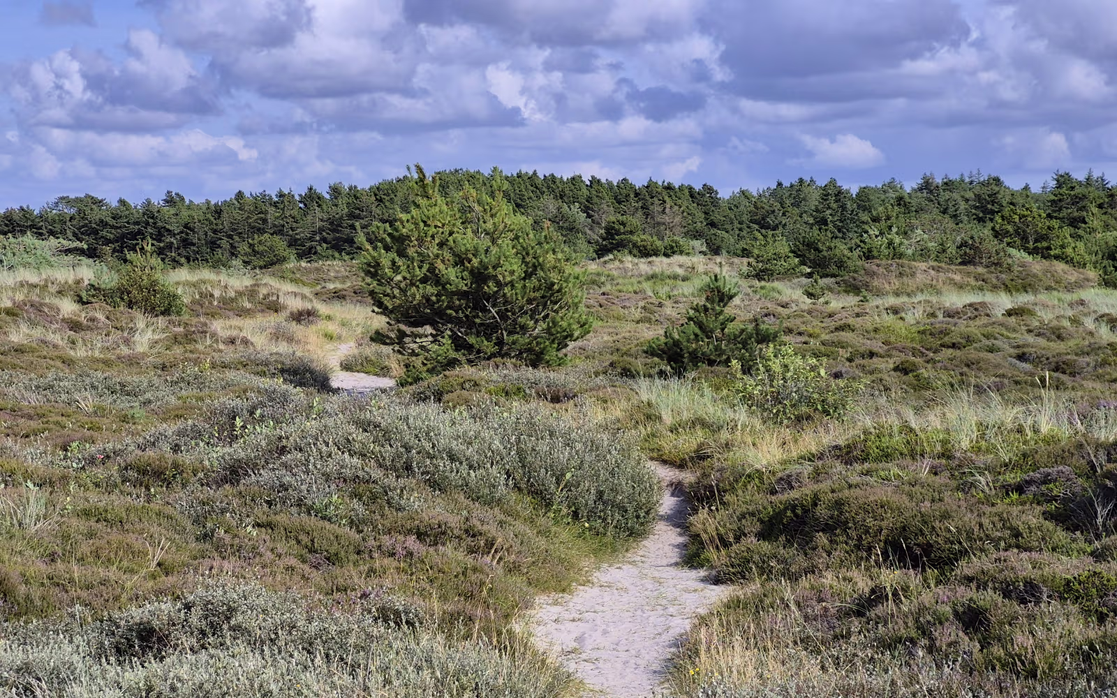 Smal sandsti gennem lyng og klitnatur på Lyngbo Hede ved Henne Strand