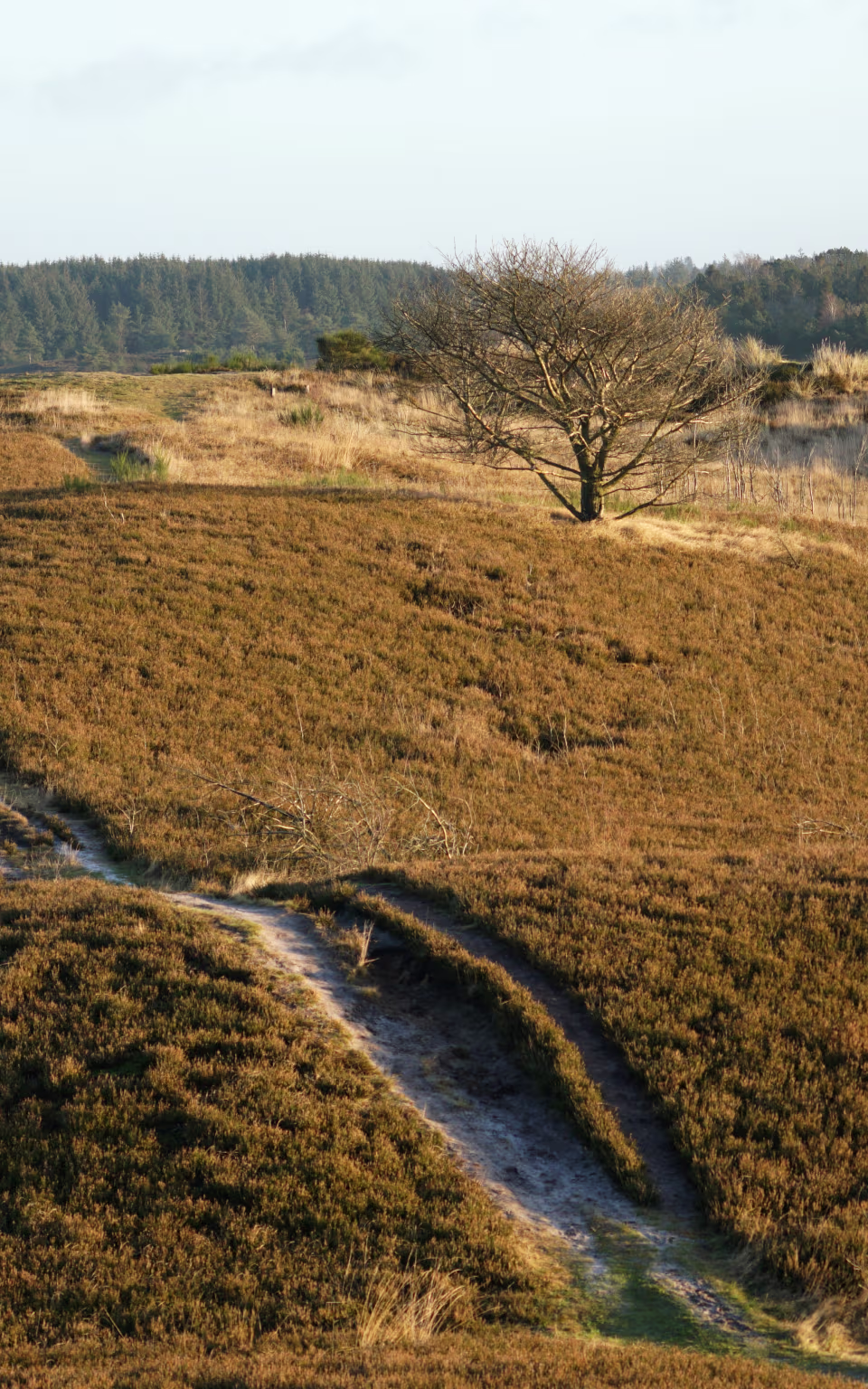 Sandet sti snor sig over Randbøl Hede mod skovbryn i baggrunden