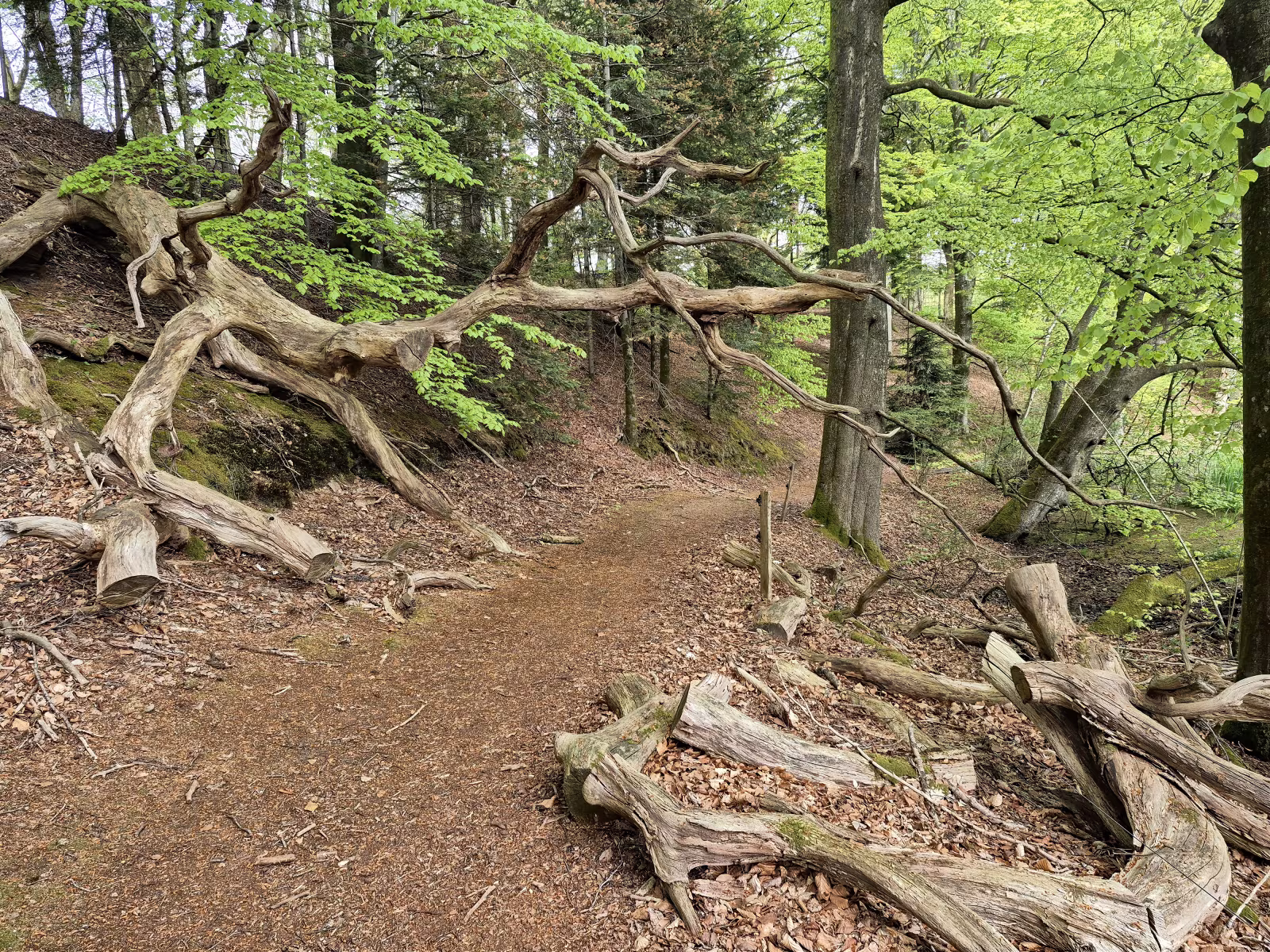 Langs Varde Å møder vandrere naturen på dens egne præmisser. Væltede træer er en del af livet i den urørte Nørholm Skov