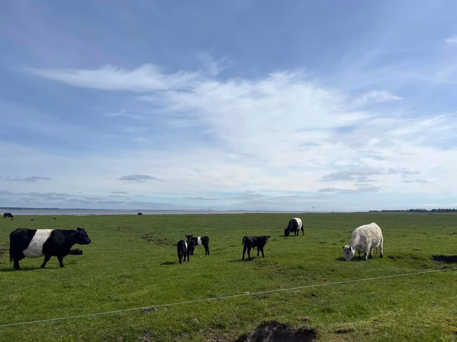 Flytning af galloway-køer i Ho