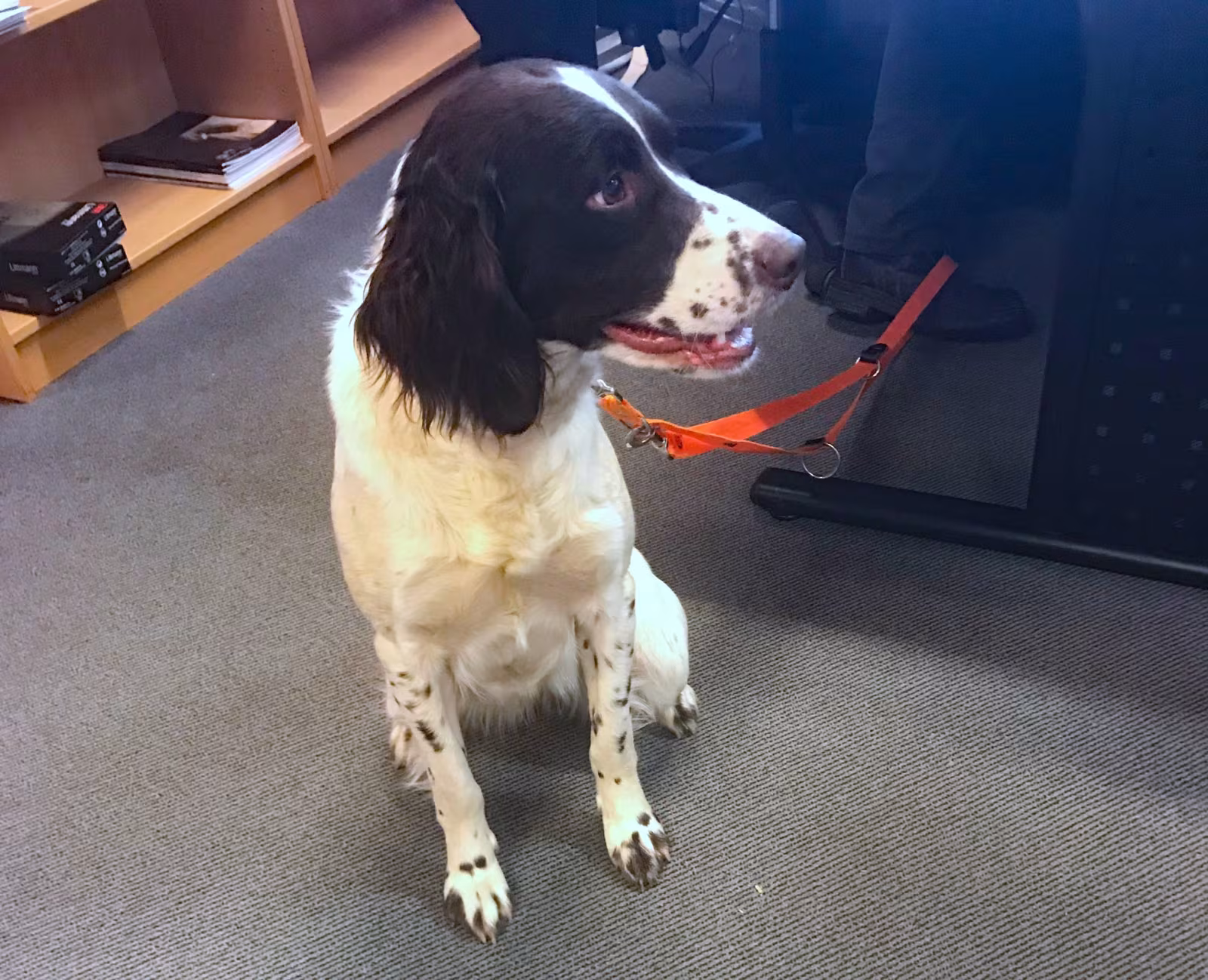 Hund søger sin ejer