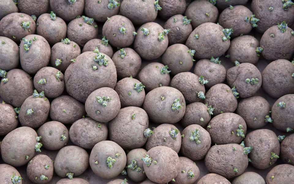 Kartoflerne lægges den 1. marts 2019 hos kartoffelavler Martin Hansen på Grødevej i Ansager