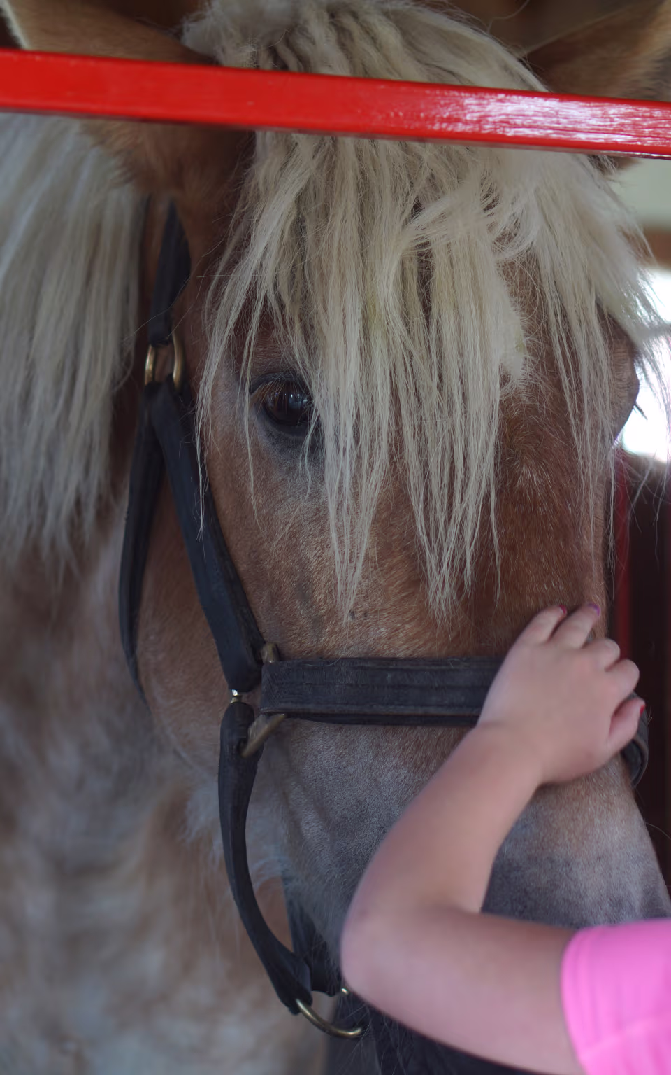 Hest i rød stald på Karensminde bliver aet af et barn