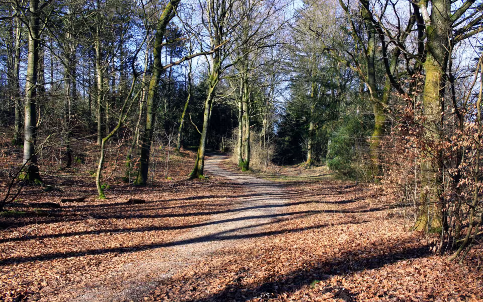 Udforsk Vrøgum Plantage i Weekenden