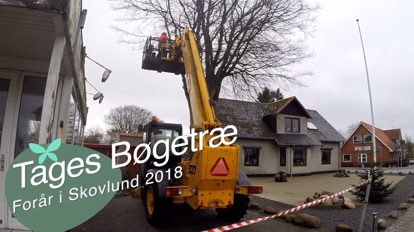 Tages bøgetræ