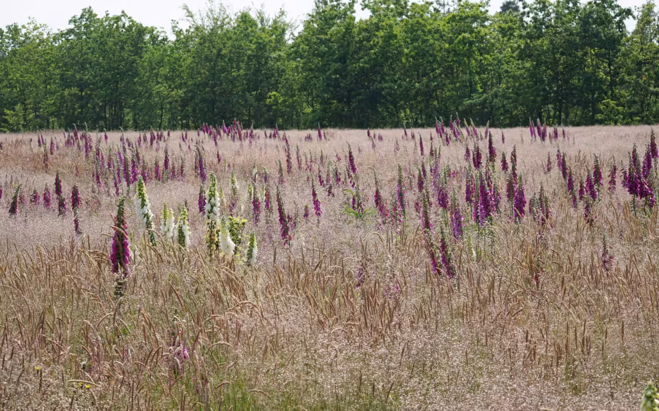 Digitalis står tæt i en rydning i Elbæk Plantage