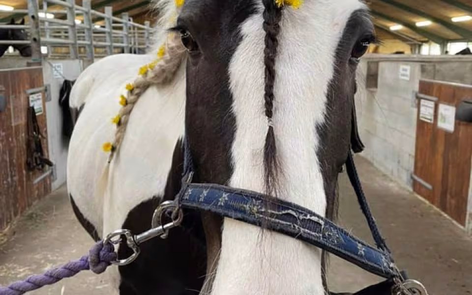Ponyhygge i Rideklubben Ansager