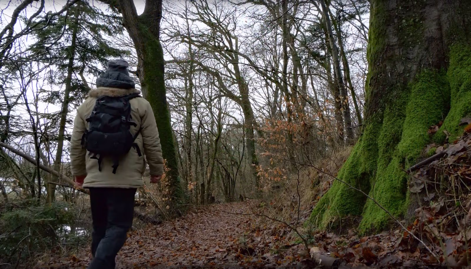 Nørholm Skov den 20. januar 2018