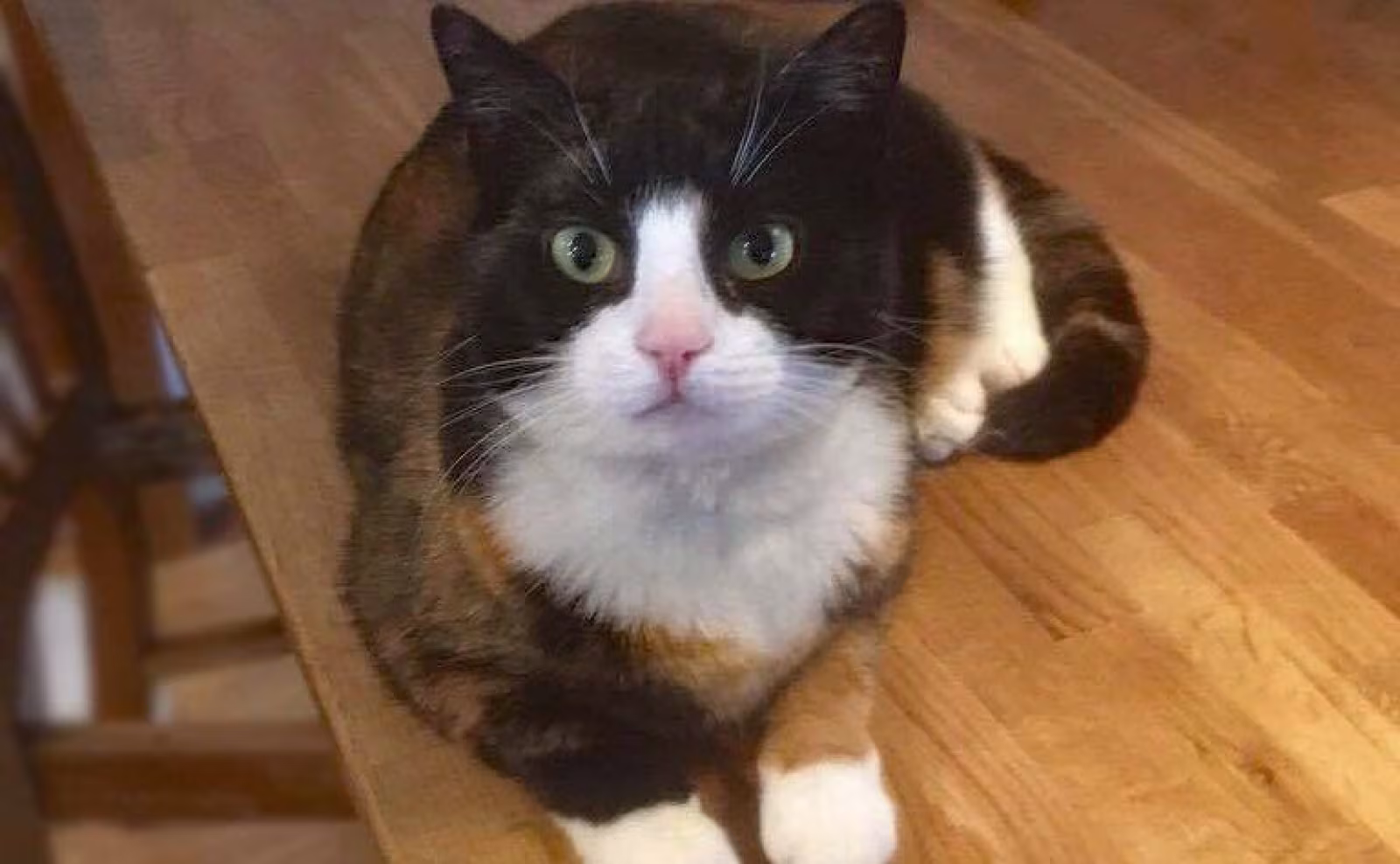 Bortløbet kat efterlyses