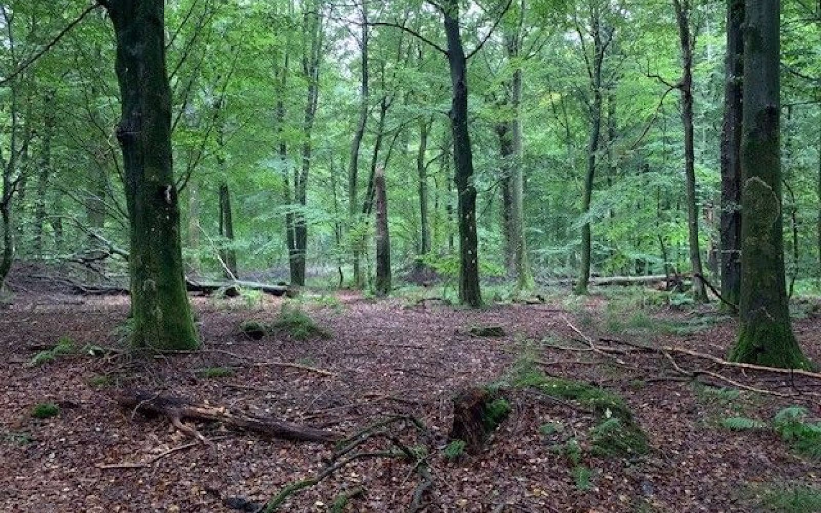 Fovslet skov, blå rute