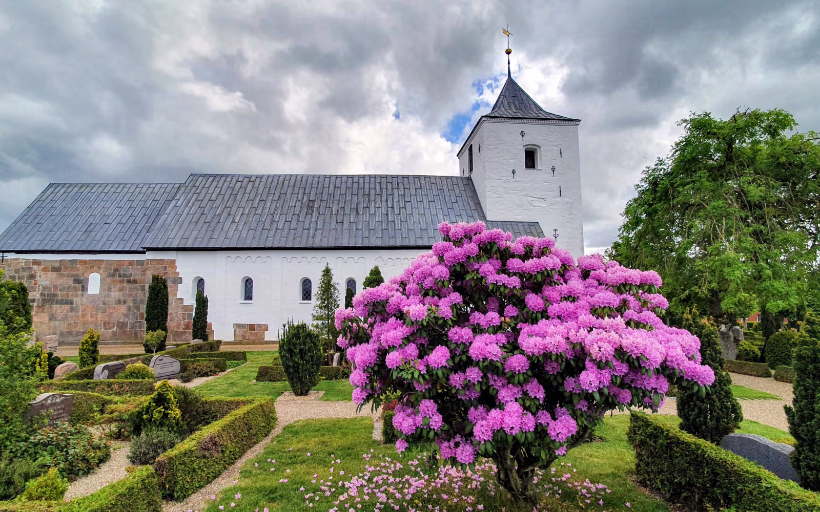 Outrup Kirke bag kirkegård med blomstrende pink rhododendron og grå skyer