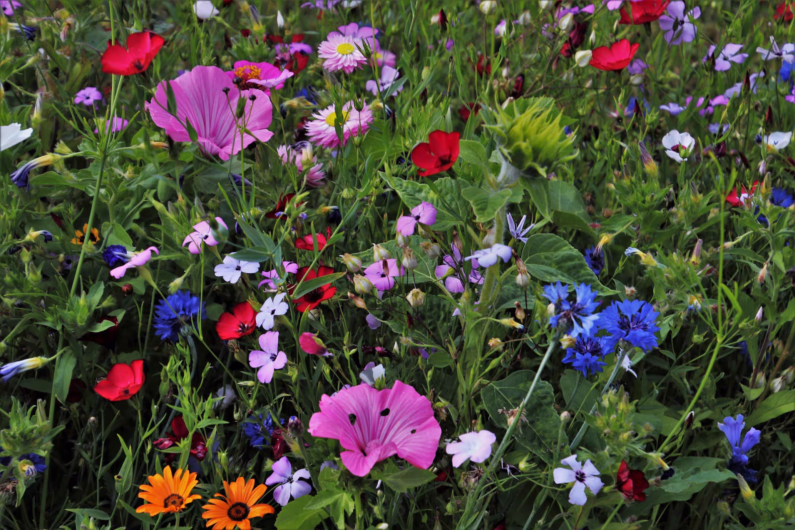 Frivillige spreder frø af vilde blomster i Ansager Søpark