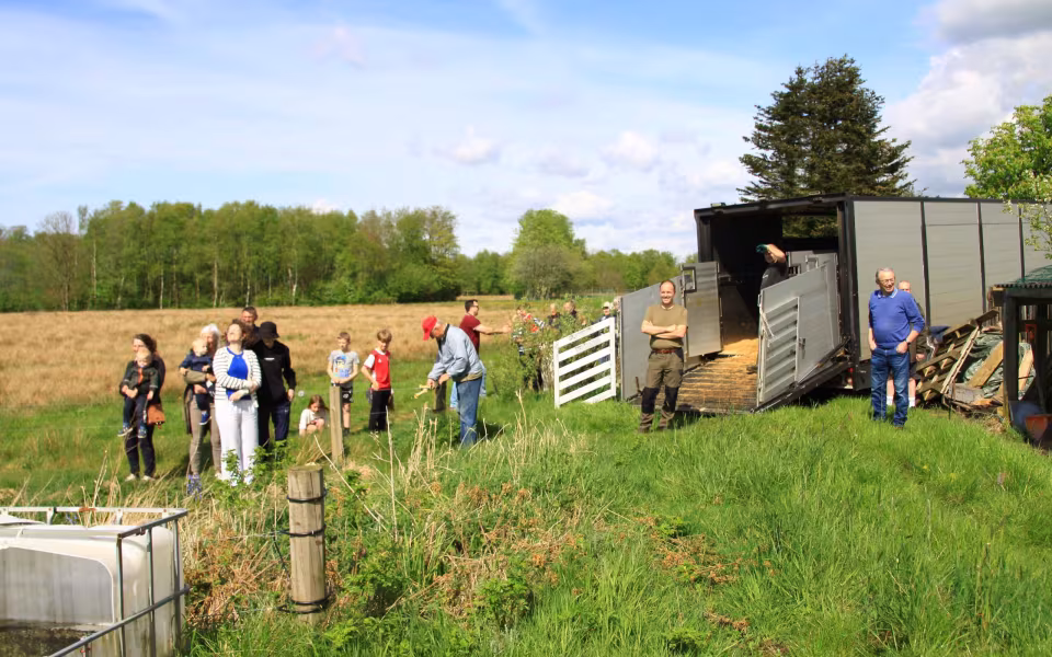 Galloway-studene græsser ved Outrup Anlæg