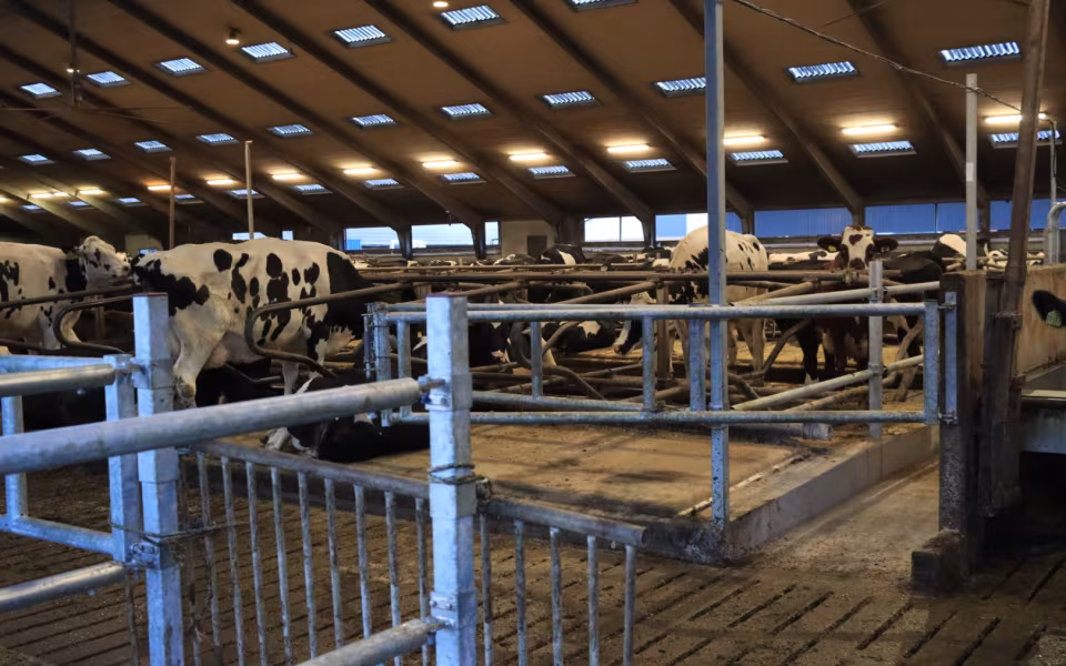 Nyt staldanlæg hos Højrupgaard Agro tages i brug
