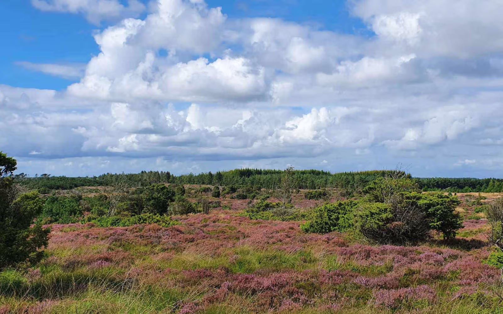 Haltrup hede: Længde 3.2 km