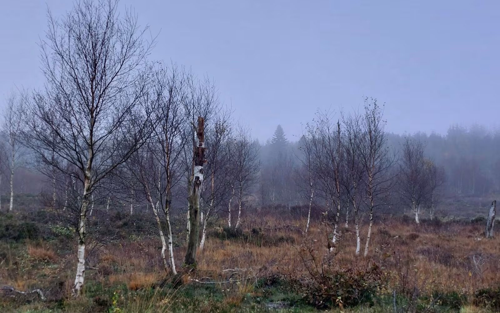 Rød rute (øst) i Gyttegård Plantage