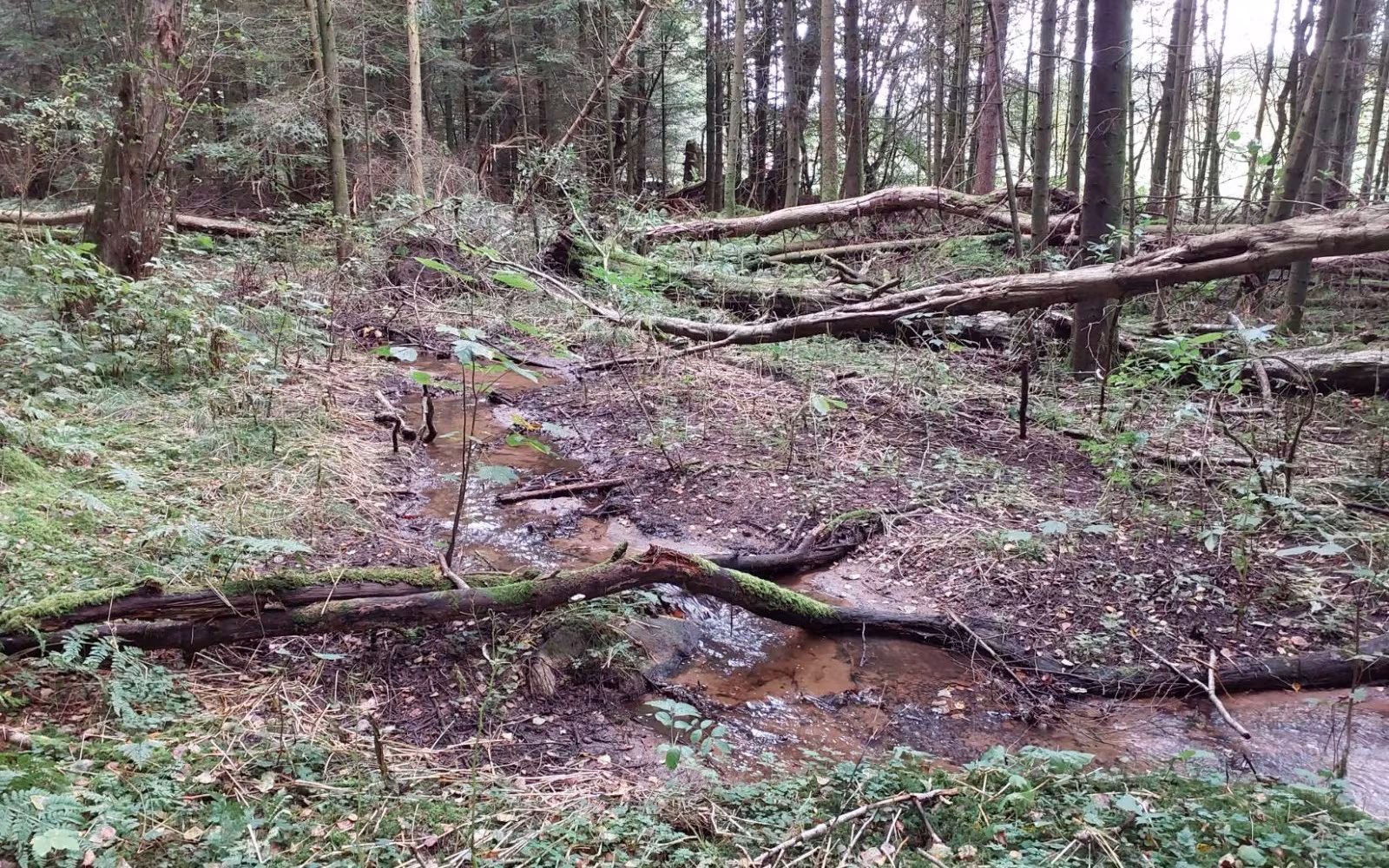 Rød rute (nord) i Gødding Skov