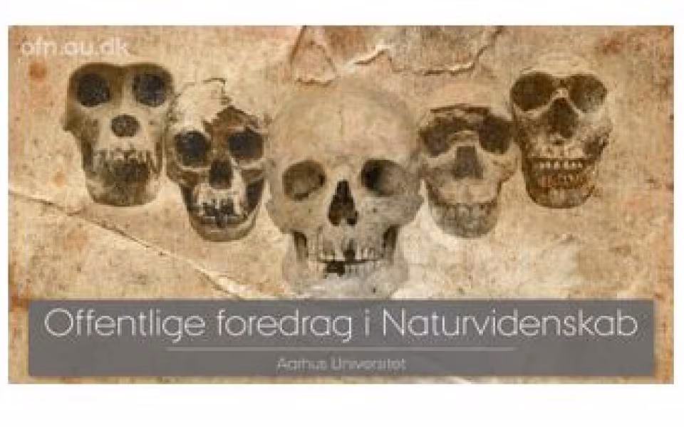 DNA og fossiler udvider vores stamtræ Ved Mikkel Heide Schierup og Felix Riede