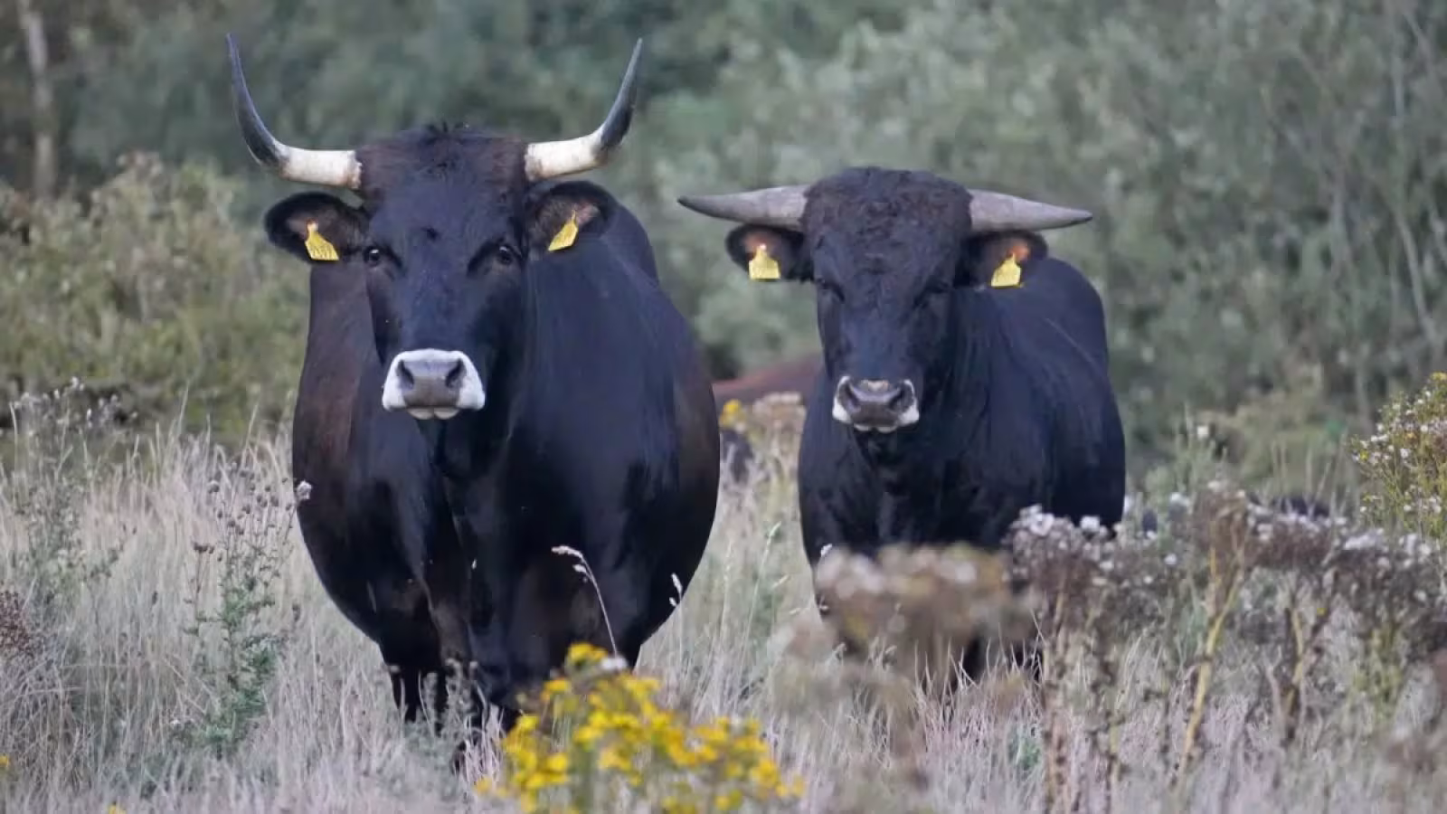 Del billede for Vildskabens Veje – naturfilm fra Kragelund Mose