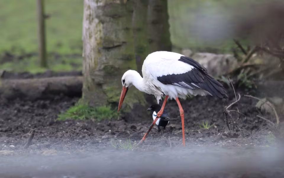 Storken besøger Outrup
