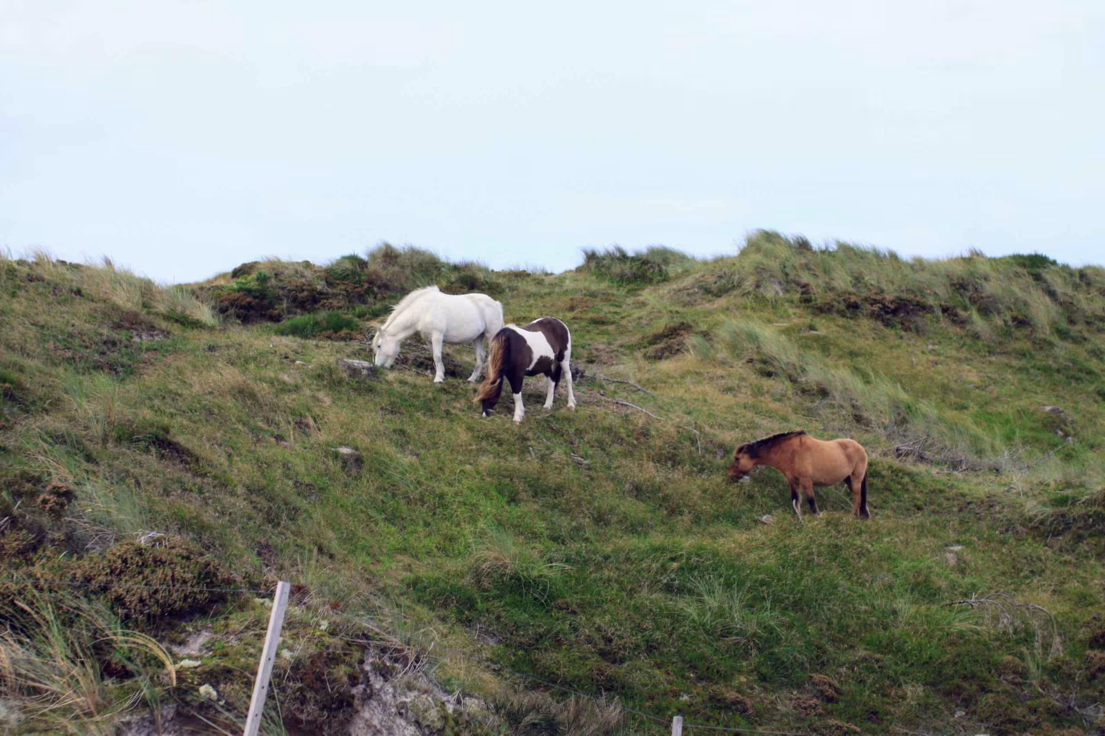 Snapsetur ved Houstrup Strand