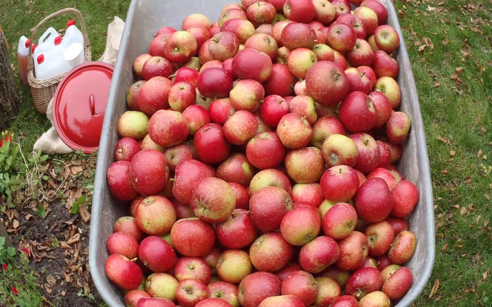 Æblefestival i Henne Stationsby
