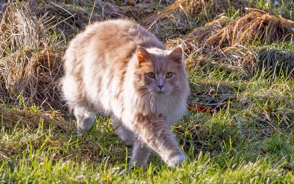 Rød kat søger hjem