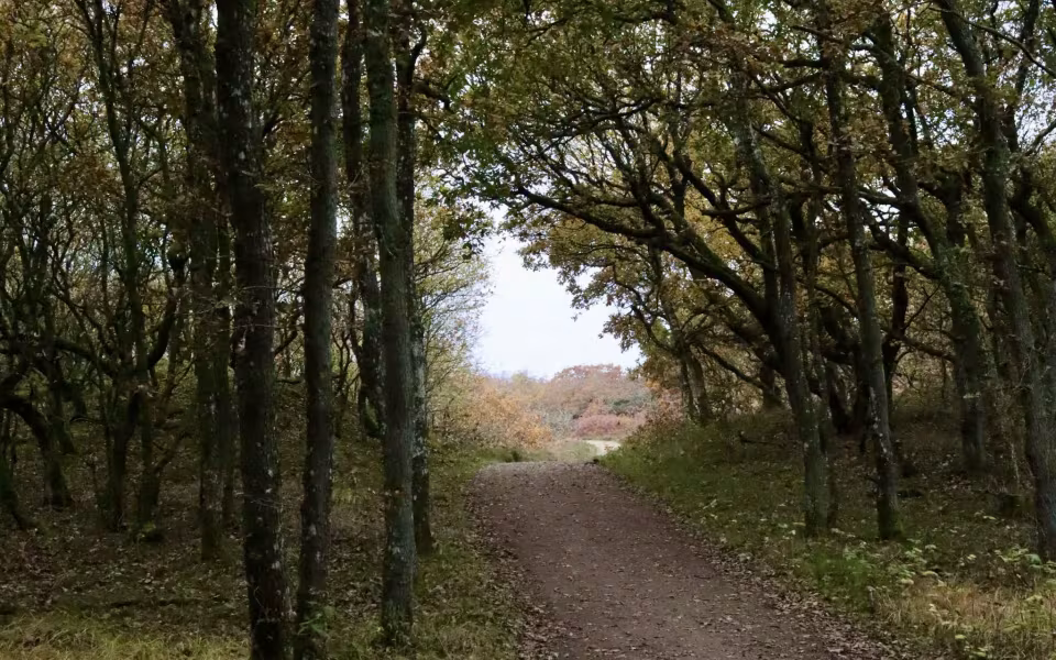 Find morgenroen på Gråmulebjerg