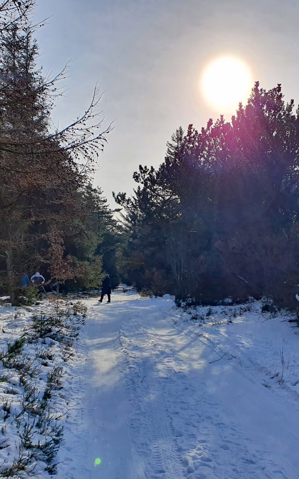 Sneklædt skovsti i Marbækområdet med en gående person mellem træerne