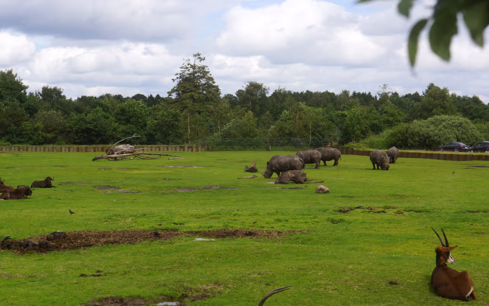 Næsehorn græsser på stor grøn savannefold i Givskud Zoo