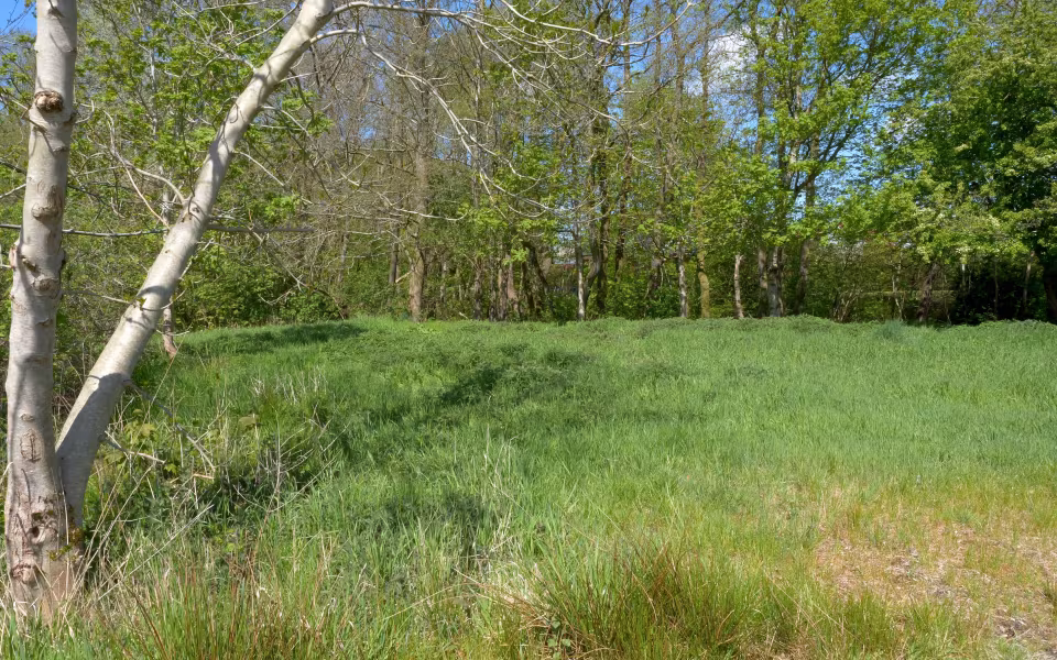 Jeg har lige været forbi Søparken i dag, og med stor glæde konstateret, at larver af Nældens takvinge trives i bedste velgående på en lille gruppe nælder ved enden af parken ind mod byen.