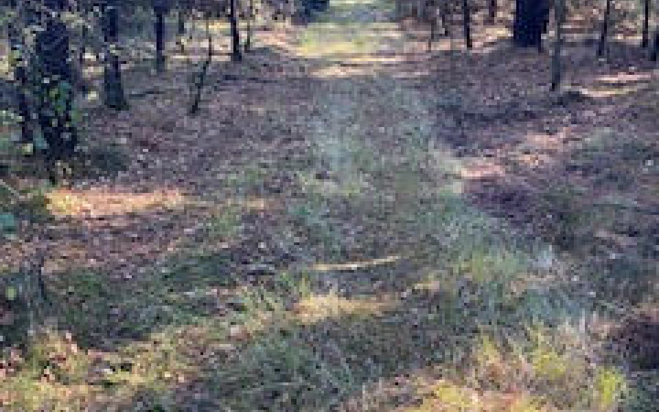 Ølgod Byskovs Venner opfordre til en gåtur i Byskoven, lige nu giver løvfald flotte farver og nye oplevelser.