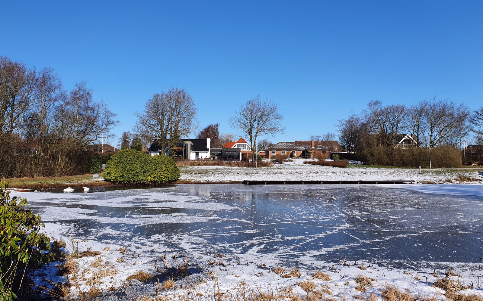 Svaner i åbent vand på den frosne Guldsmedesøen i Ølgod