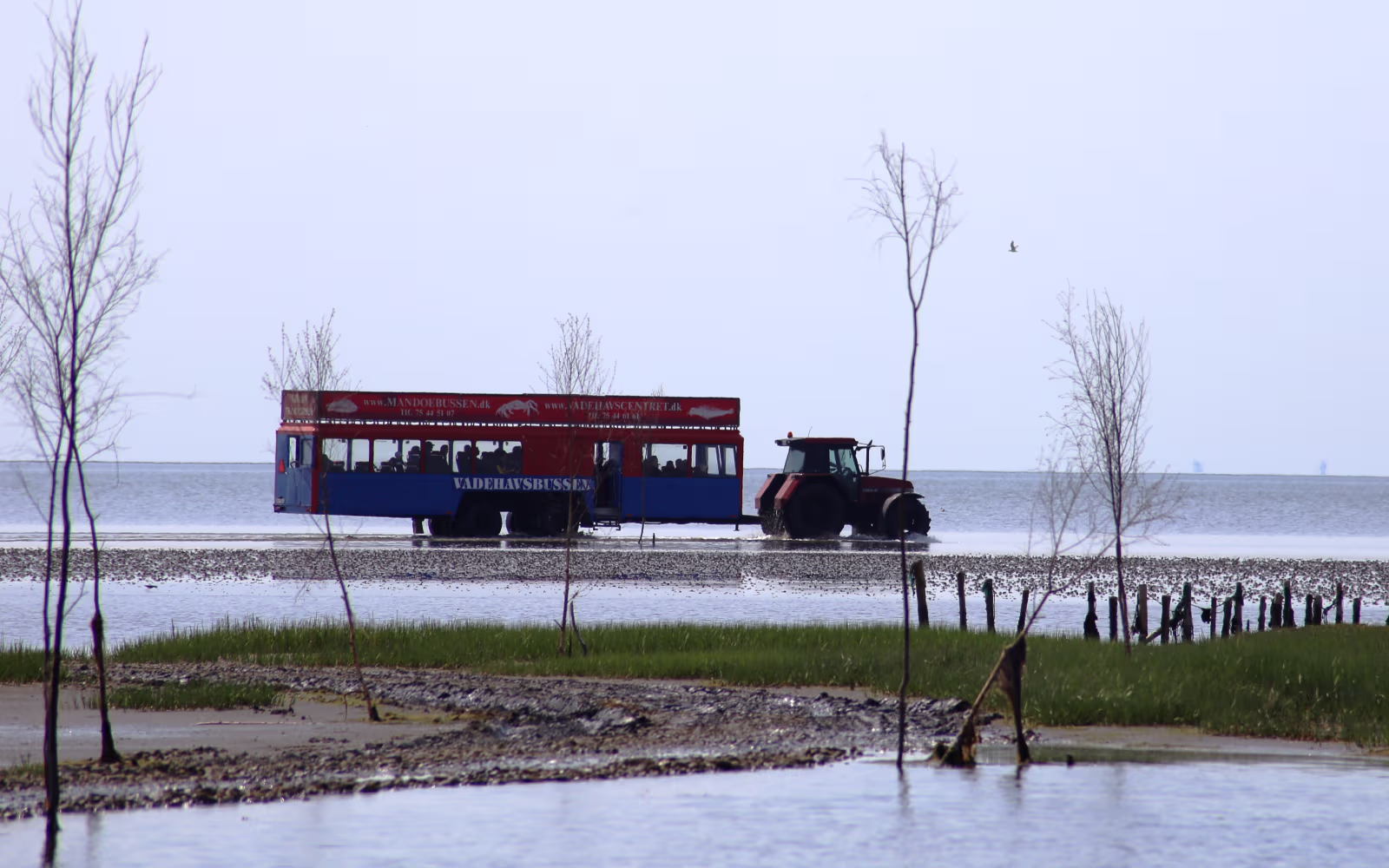 Vadehavsbus trukket af traktor gennem lavt vand på Mandø Ebbevej