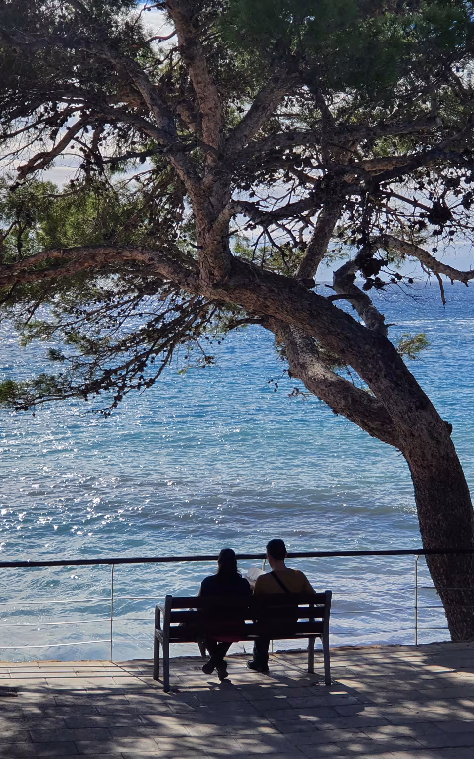 Bænk med to personer ved havet i Sant Elm under stort fyrretræ