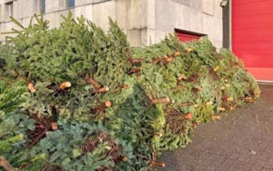 Juletræsindsamling i Skovlund og Ansager