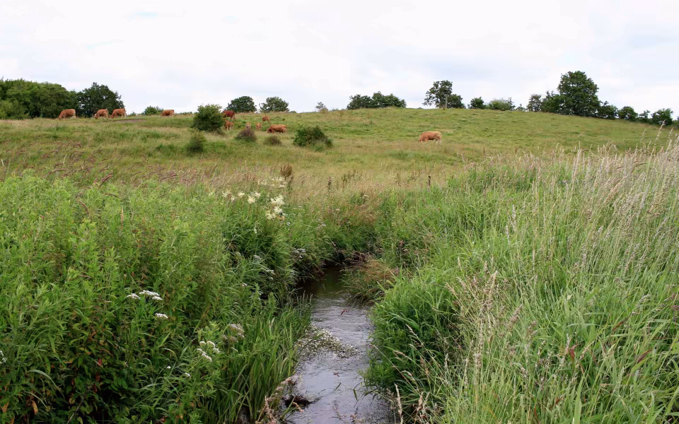Hornes Vikingelund et paradis