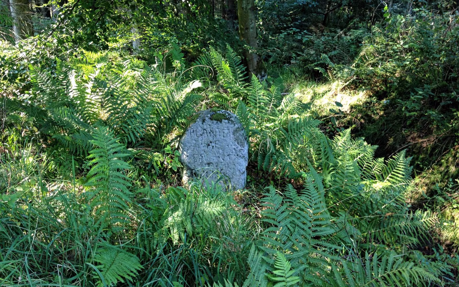 Allestrupgård Plantage