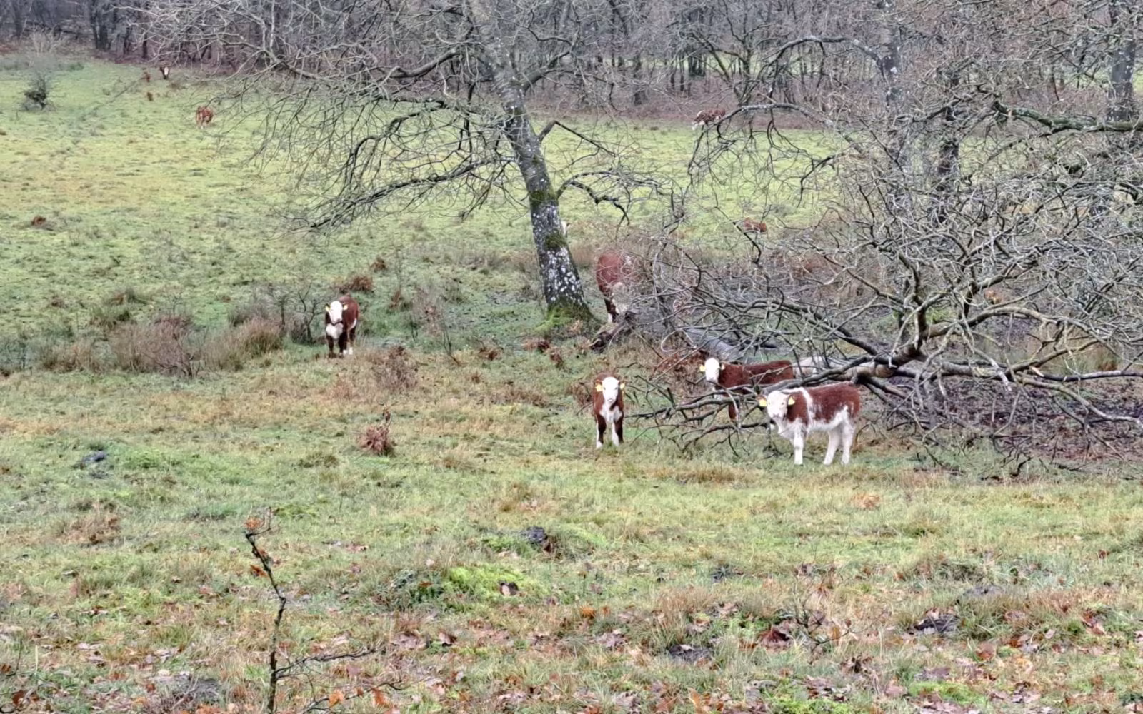 Kildeområdet, grøn rute.