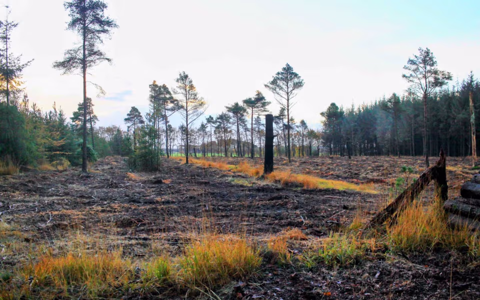 Oplev roen i Orten Plantage