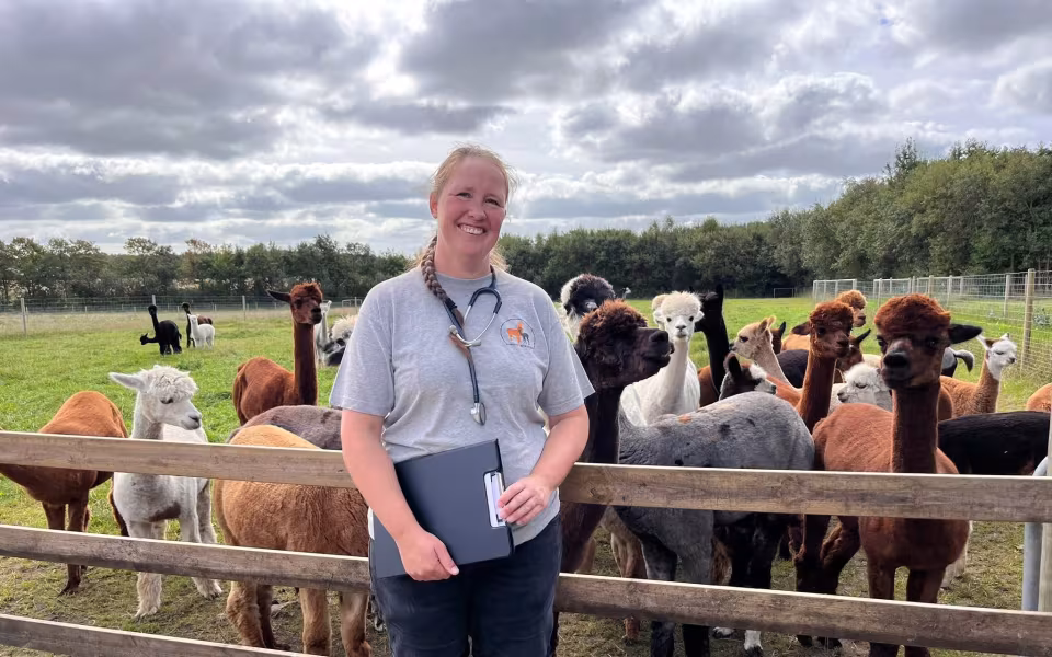 Bliv klog på alpacaer på én dag