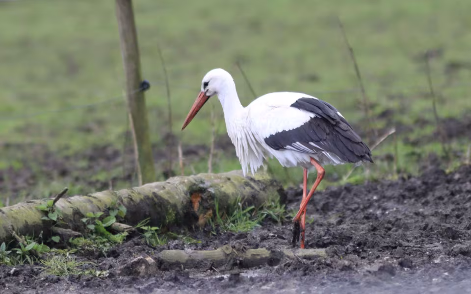 Storken besøger Outrup