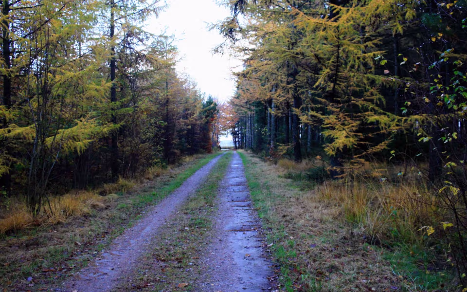 Oplev roen i Orten Plantage
