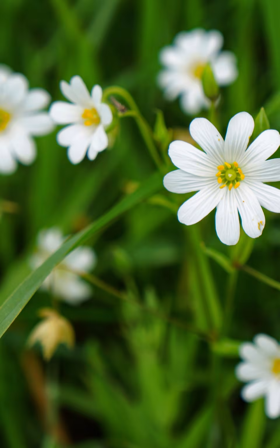 Hvide blomster i grønt græs ved Danevirke